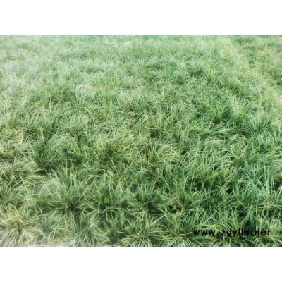 绿化麦冬草-圣茂麦冬草种植基地(在线咨询)-山东麦冬草