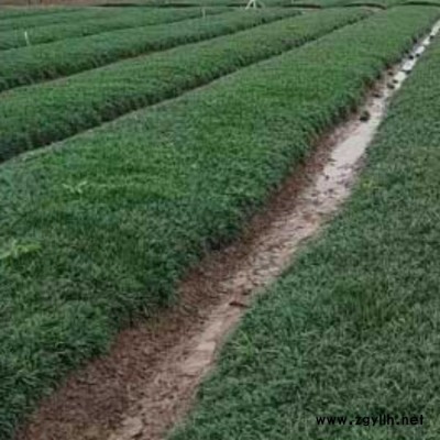 李斌麦冬草 观赏沿阶草批发 宁夏沿阶草一平方种植密度