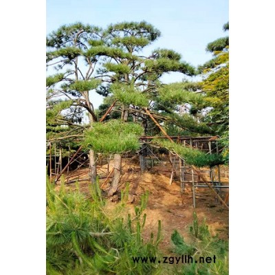 造型景观松哪里有-海南造型景观松-盈泰北美冬青切枝(查看)