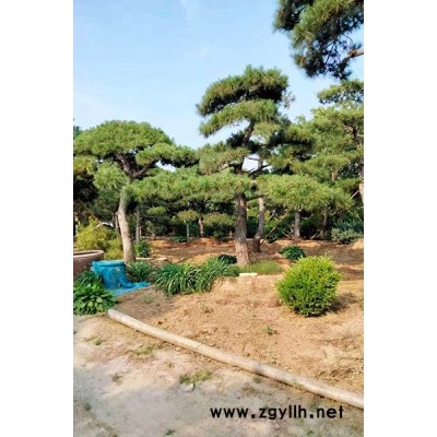 盈泰园林-梅州15公分造型油松-15公分造型油松基地