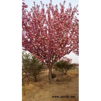 泰景苗木(在线咨询)-承德樱花树苗-9公分樱花树苗