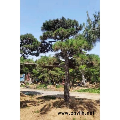盈泰园林(在线咨询)-30公分景观松-30公分景观松基地