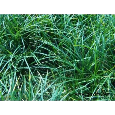 批发麦冬草-麦冬草-圣茂麦冬草种植基地