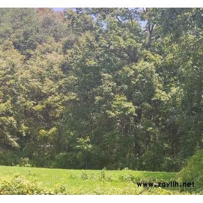 四季青草坪种植园-大理四季青草坪-安宁铭岩草坪批发(查看)