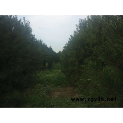 泰景苗木(在线咨询)-山东白皮松-山东白皮松出售
