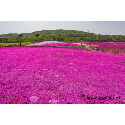 芳青花卉苗-芝樱