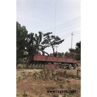造型油松多少钱一棵-安徽造型油松-戎新景观松