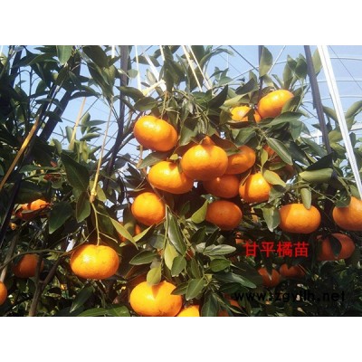 太秋甜柿苗供应-扬名苗木(在线咨询)-太秋甜柿苗