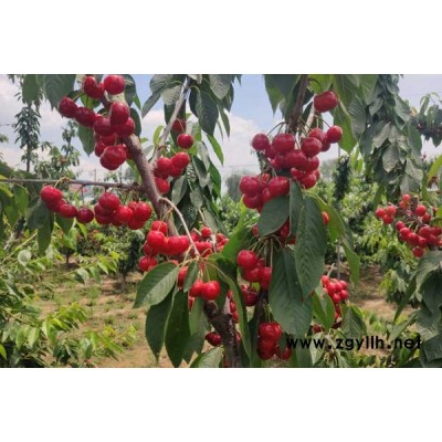 樱桃苗种植基地基地-山东鑫农园艺-江苏樱桃苗种植基地