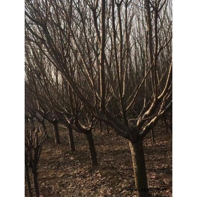 山东晚樱价格-山东晚樱-泰景苗木(在线咨询)