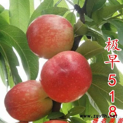 锦花黄桃苗基地-扬名苗木(在线咨询)-贵州锦绣黄桃苗