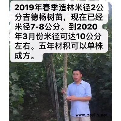 新品种杨树苗批发电话-吉德3号杨无絮速生杨
