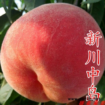 扬名苗木种植基地(图)-锦绣黄桃苗树苗-湖北锦绣黄桃苗