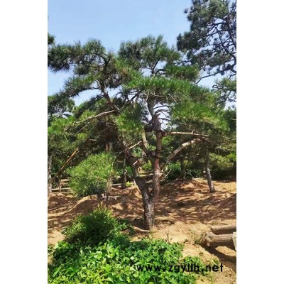 盈泰园林北美冬青(图)-4米造型油松规格-江门4米造型油松