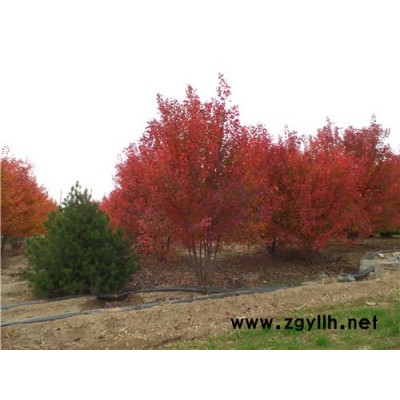 金枫绿化(图)-丛生美国红枫工程绿化树种-丛生美国红枫