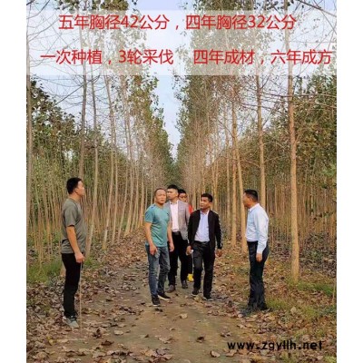 经济杨树苗报价多少钱一棵-吉德农林批发惠