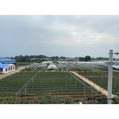 祼根苗月季基地(图)-盆花月季多少钱1棵-盟盆花月季