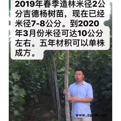 吉德农林专注速生杨-江西经济杨树苗批发