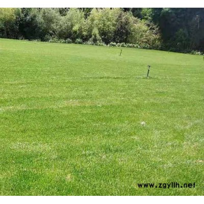 混播草坪多少钱一平米-景洪混播草坪-安宁铭岩草坪批发(查看)