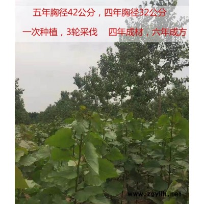 湖北出售无絮速生杨价格-吉德杨六年成方的杨树