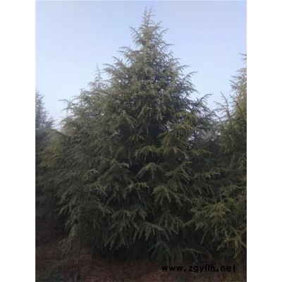 山东雪松-泰景苗木(图)-山东雪松批发价
