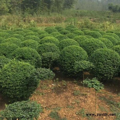 豫宛 工程苗小叶女贞树苗 河南小叶女贞树苗