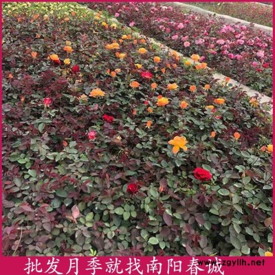 南阳月季-南阳春诚月季基地直销-南阳月季出售