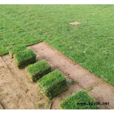 马尼拉草坪厂家-马尼拉草坪-安宁铭岩草坪价格