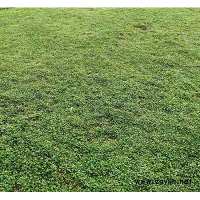 马蹄金草坪多少钱一平方-马蹄金草坪-安宁铭岩草坪批发(查看)