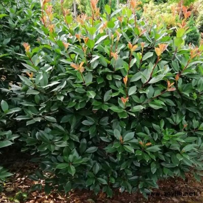 高杆独杆椤木石楠产地直销 豫宛 供应独杆椤木石楠产地直销