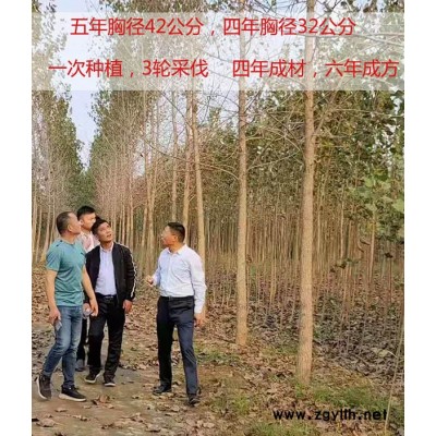焦作出售速生杨树苗价格-吉德农林速生杨