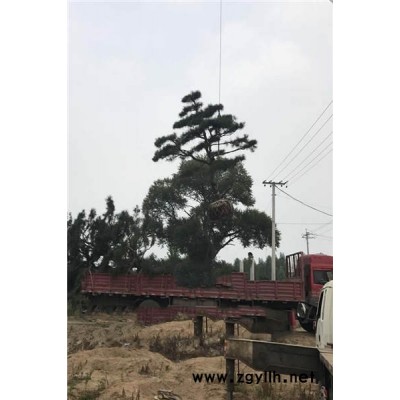 造型松-造型松价格-戎新景松(推荐商家)