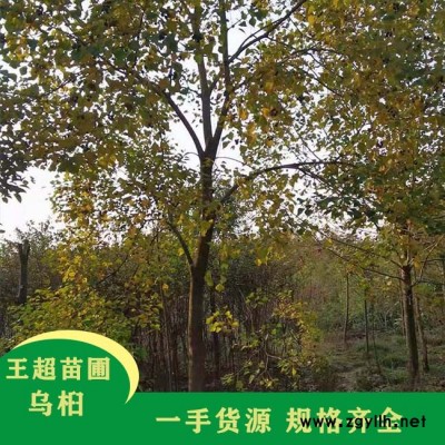 河南19公分乌桕价格-豫宛园林供应各类苗木-河南19公分乌桕