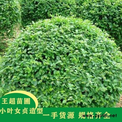 潢川小叶女贞造型报价-豫宛园林供应各类苗木-潢川小叶女贞造型