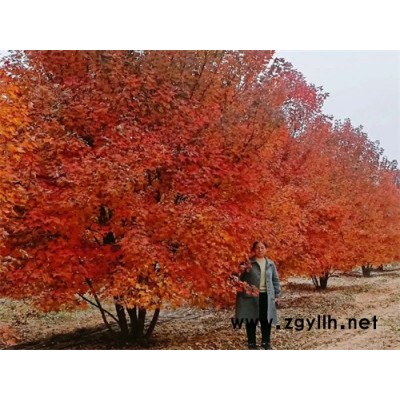 丛生美国红枫现货供应中-金枫绿化(在线咨询)-丛生美国红枫