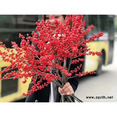 北美冬青切枝-盈泰北美冬青切枝-北美冬青切枝多少钱