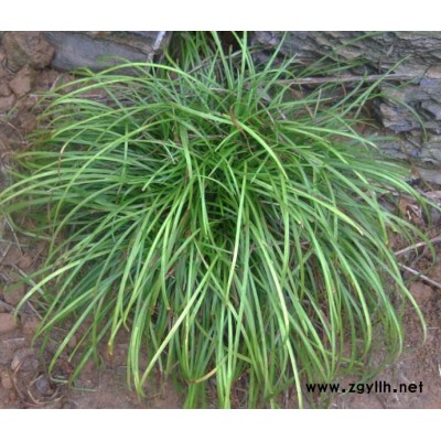 南阳麦冬草-圣茂麦冬草-绿化麦冬草