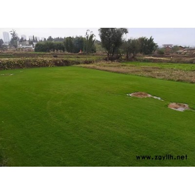 四季青草坪公司-四季青草坪-昆明贤惠真草坪基地