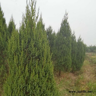 豫宛 绿化苗木河南桧小苗批发 出售河南桧小苗