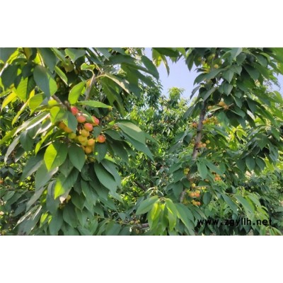 深圳樱桃树苗几年结果哪里有卖市场前景如何