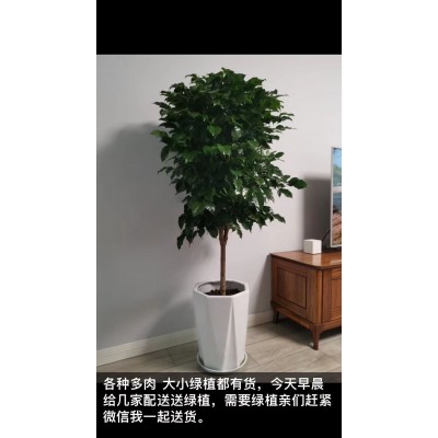 武汉植物租赁-美静园艺绿植租摆设计(图)