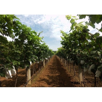 农业节水灌溉-桂林灌溉-来宾宏振灌溉