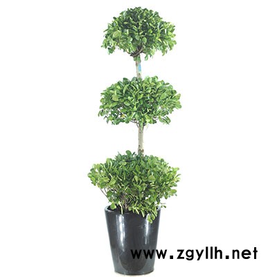 武汉绿植租售-武汉雅淳花卉-武汉绿植