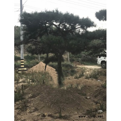 戎新景观松(图)-造型松景观价格-湖南造型松景观