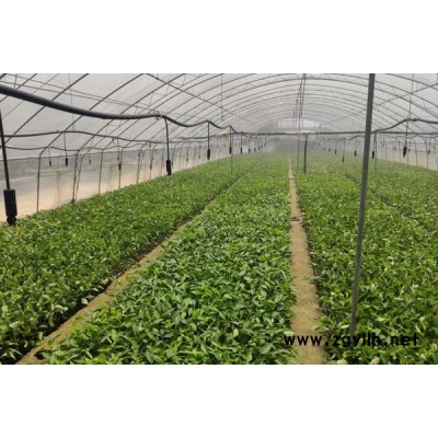 吉塞拉组培苗报价-黄山吉塞拉组培苗-鑫农园艺果树苗基地