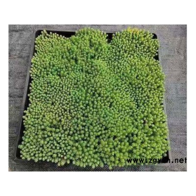 中华景天工程苗价格-韵可园林-中华景天工程苗