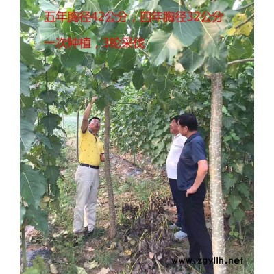 吉德农林规格齐全-107杨树苗报价多少钱一棵