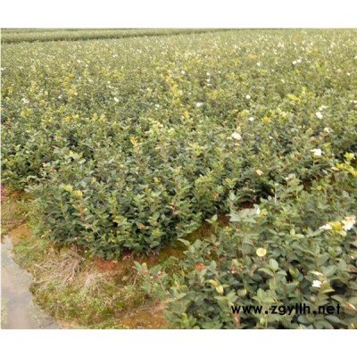 油茶树苗-高产油茶苗圃基地 -油茶树苗如何种植