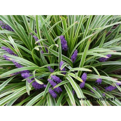 细叶麦冬草-麦冬草-圣茂麦冬草配送