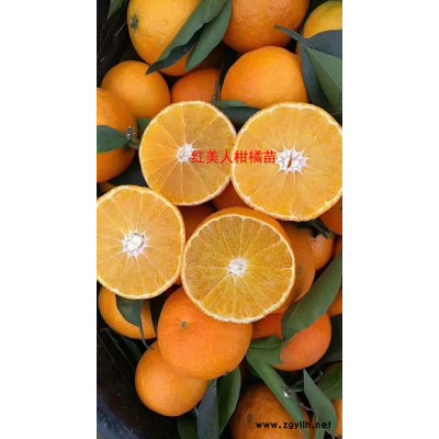 扬名苗木存活率高(图)-红美人柑橘苗基地-浙江红美人柑橘苗